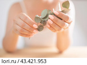 Female hands hold green herb, natural cream for face or body. concept of natural cosmetics and eucalyptus oil. organic natural skincare products and flower. Beauty cosmetic skincare concept. Стоковое фото, фотограф Павел Муравьев / Фотобанк Лори