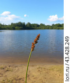 Осока лисья Carex vulpina у водоема колос соцветие Подмосковье Московская область (2024 год). Стоковое фото, фотограф burnet / Фотобанк Лори