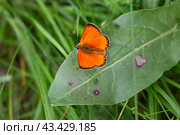 Самец бабочки червонец огненный (Silene viscaria) Стоковое фото, фотограф Ирина Яровая / Фотобанк Лори