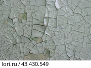Peeling paint on the wall. Old concrete wall with cracked flaking paint. Weathered rough painted surface with patterns of cracks and peeling. High resolution texture for background and design. Closeup. Стоковое фото, фотограф Андрей Степанов / Фотобанк Лори