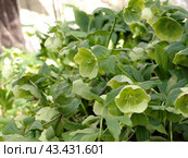 White-green hellebore flower (Christroas rose) or (Helleborus foetidus) in the garden. Стоковое фото, фотограф Бошарова Ольга Николаевна / Фотобанк Лори
