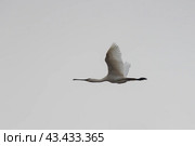 Platalea leucorodia Eurasian spoonbill - white bird with a long beak flies through the sky. Стоковое фото, фотограф Константин Шишкин / Фотобанк Лори
