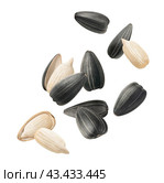 Flying sunflower seeds isolated on white background. Selection for cereal and snacks. Стоковое фото, фотограф Катерина Ковалева / Фотобанк Лори