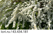 White buds and flowers on the branches of the Spirea shrub on a sunny summer day. Стоковое фото, фотограф Ирина Старикова / Фотобанк Лори