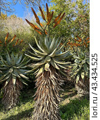 Flowering succulent bitter aloe (lat.- Aloe ferox) Стоковое фото, фотограф Irina Opachevsky / Фотобанк Лори