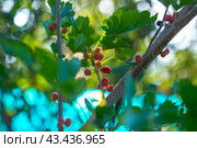 Ветка тутовника с ягодами. Стоковое фото, фотограф Виктор Славгородский / Фотобанк Лори