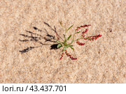 Small sprout of Rumex acetosella, commonly known as red sorrel, grows in sand. Стоковое фото, фотограф EugeneSergeev / Фотобанк Лори