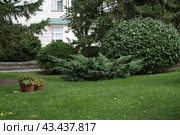 White Cedar Tree Thuja in a small garden. Two Arborvitae Emerald as an accent in the garden design. Sunny summer day. Стоковое фото, фотограф Вербицкая Светлана / Фотобанк Лори
