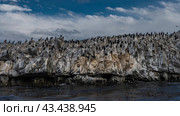 A lot of cormorants settled on a rocky island. A large flock of black and white seabirds is resting, cleaning their feathers. The blue water of the Beagle Canal. Clouds in the sky. Argentina. Стоковое фото, фотограф Вера Ивановна Кубарева / Фотобанк Лори