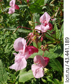 Бальзамин железистый, или Недотрога – Impatiens glandulifera. Стоковое фото, фотограф Александр Шатунов / Фотобанк Лори