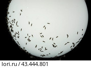 Midges and flies clung to a bright glowing white lamp against a black background. Стоковое фото, фотограф Дмитрий Львович Алферов / Фотобанк Лори