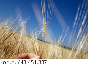 Поля зерновых. Урожай. Колос в руке человека. Two-row barley in a human hand. Стоковое фото, фотограф Ekaterina M / Фотобанк Лори