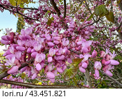 Cercis, European purple or Judas tree (Cercis siliquastrum) Стоковое фото, фотограф Irina Opachevsky / Фотобанк Лори