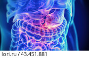 A computer generated image depicting the stomach and intestines of a human body. Стоковое AI-изображение, AI-художник Юрий Поздников / Фотобанк Лори