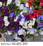 Wooden floor planter with different flowers. Стоковое фото, фотограф Володина Ольга / Фотобанк Лори