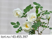 Beautiful sprig of blooming white rosehip. Стоковое фото, фотограф Володина Ольга / Фотобанк Лори