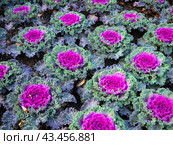 Высаженная рядами декоративная капуста (Brassica oleracea var. acephala) Стоковое фото, фотограф Вячеслав Палес / Фотобанк Лори