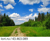 Лесная тропа под синим летним небом с облаками. Стоковое фото, фотограф Ирина Терентьева / Фотобанк Лори