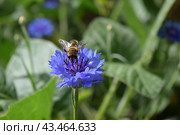 Пчела на цветке василька (лат. Centaurea cyanus) крупным планом. Стоковое фото, фотограф Photolart / Фотобанк Лори