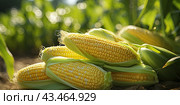 Large ears of ripe corn lie in a pile in the field. Close-up. Стоковое AI-изображение, AI-художник Ярославский Максим / Фотобанк Лори