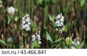 Вахта трехлистная (Menyanthes trifoliata L.) летом. Ямало-Ненецкий автономный округ. Стоковое видео, видеограф Григорий Писоцкий / Фотобанк Лори