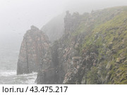 Птичий базар в проливе Сенявина на острове Итырган. Стоковое фото, фотограф Николай Гернет / Фотобанк Лори