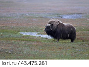 Овцебык на острове Врангеля. Стоковое фото, фотограф Николай Гернет / Фотобанк Лори