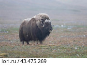 Овцебык на острове Врангеля. Стоковое фото, фотограф Николай Гернет / Фотобанк Лори