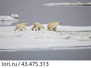 Белые медведи на берегу Чукотского моря вблизи острова Врангеля. Стоковое фото, фотограф Николай Гернет / Фотобанк Лори