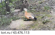 A large red duck descends to the pond on a hot afternoon in the park. Стоковое видео, видеограф Ярославский Максим / Фотобанк Лори