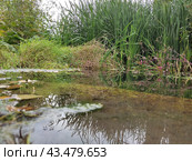 Местный водоём. Стоковое фото, фотограф Александр Некрасов / Фотобанк Лори