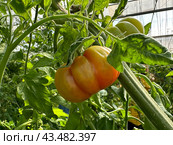 Tomatoes grown in a greenhouse. Стоковое фото, фотограф Irina Opachevsky / Фотобанк Лори