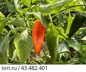 Bell pepper grown in a greenhouse. Стоковое фото, фотограф Irina Opachevsky / Фотобанк Лори