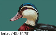 A close up of a duck with red, blue and white feathers, AI. Стоковое AI-изображение, AI-художник Сергей Старуш / Фотобанк Лори