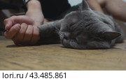 The grey Scottish cat lies on its side and enjoys brushing the fur on its back with a stiff brush. Стоковое видео, видеограф Ярославский Максим / Фотобанк Лори
