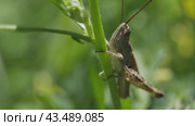 Конёк изменчивый (Chorthippus biguttulus) семейства настоящих саранчовых (Acrididae) на стебле растения. Стоковое видео, видеограф Mixail59 / Фотобанк Лори