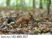 Portrait of squirrel with a nut in her mouth on the ground. Wildlife Care Concepts. Natural light. Стоковое фото, фотограф YuryKara / Фотобанк Лори
