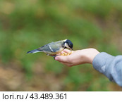 A girl feeding a tit bird from her hands. The concept of trust, communication with wildlife, caring for wildlife. Natural light. Стоковое фото, фотограф YuryKara / Фотобанк Лори