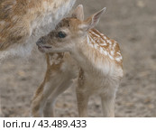 Portrait of cute fallow baby deer standing near mother. The beauty of wild animals. Natural light. Стоковое фото, фотограф YuryKara / Фотобанк Лори