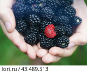 Handful of riped blackberries and one raspberry in the child palms of hands in the summer garden in day. When you're not like everyone else. Стоковое фото, фотограф YuryKara / Фотобанк Лори