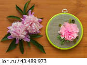 Summer floral hand embroidery with satin ribbons of peony flowers in hoops on wooden background. Crafts and embroidery as a hobby and leisure. Flat lay, top view, close-up, mock up. Стоковое фото, фотограф Виктория Катьянова / Фотобанк Лори
