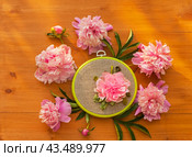 Circular composition with blooming fresh pink peonies around handmade peony flower embroidery with satin ribbons on wooden background. DIY concept, summer needle-works. Стоковое фото, фотограф Виктория Катьянова / Фотобанк Лори