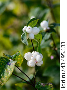White berries on the branches of Symphoricarpos albus, close up. Стоковое фото, фотограф Elena Grishina / Фотобанк Лори