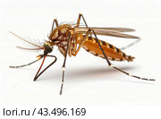 Close-Up of a Mosquito Resting on a White Surface. Стоковое AI-изображение, AI-художник Юлия Гапеенко / Фотобанк Лори