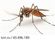 Close-Up of a Mosquito Resting on a White Surface. Стоковое AI-изображение, AI-художник Юлия Гапеенко / Фотобанк Лори