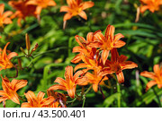 Vibrant orange daylily blooming against a verdant green background. Стоковое фото, фотограф Татьяна Степанищева / Фотобанк Лори