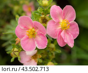 Blooming cinquefoil in the garden. Стоковое фото, фотограф Argument / Фотобанк Лори