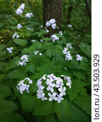 Лунник оживающий многолетний Lunaria rediviva цветет в лесу парка Сокольники, Москва. Стоковое фото, фотограф burnet / Фотобанк Лори