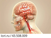 3D anatomical rendering illustration of a human head with a brain and vessels. Стоковое AI-изображение, AI-художник Ярославский Максим / Фотобанк Лори