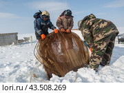 Подледный лов рыбы в Обской губе на Ямале (2018 год). Редакционное фото, фотограф Николай Гернет / Фотобанк Лори